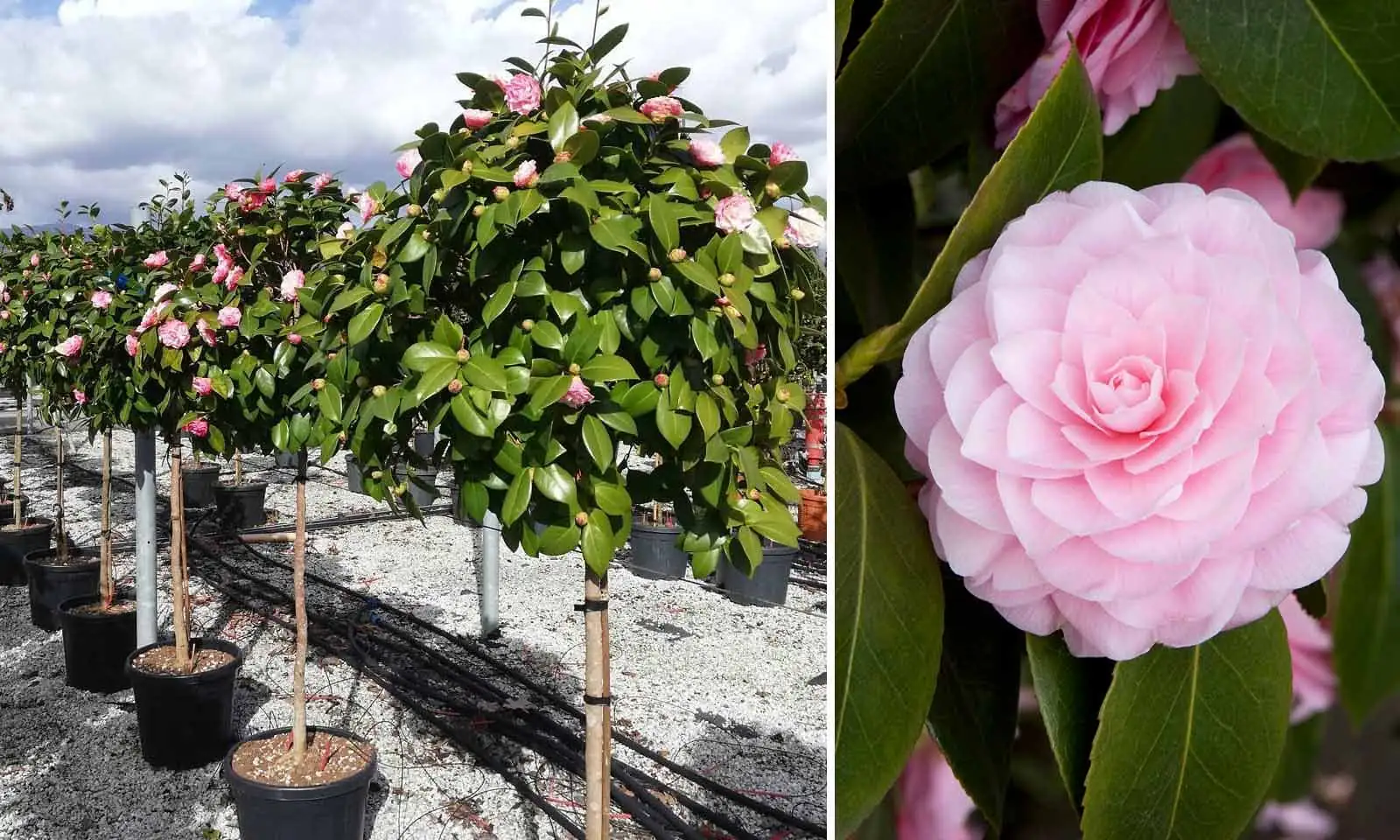 japanese camellia garden