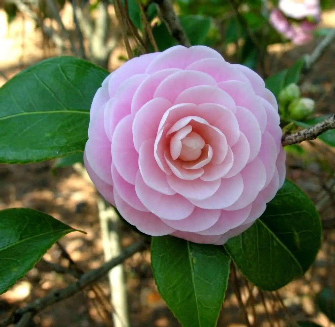 watering camellia japonica