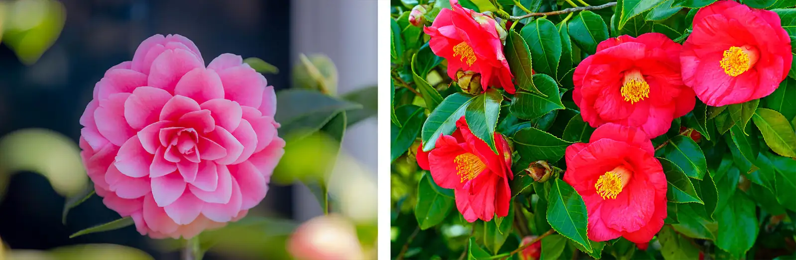 与山茶花为伴：哪个星座最适合这种花？