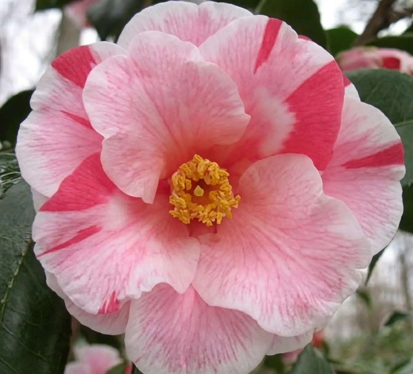 variegated camellia petals