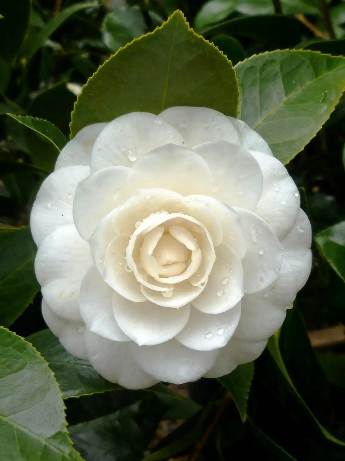 white camellia petals detail