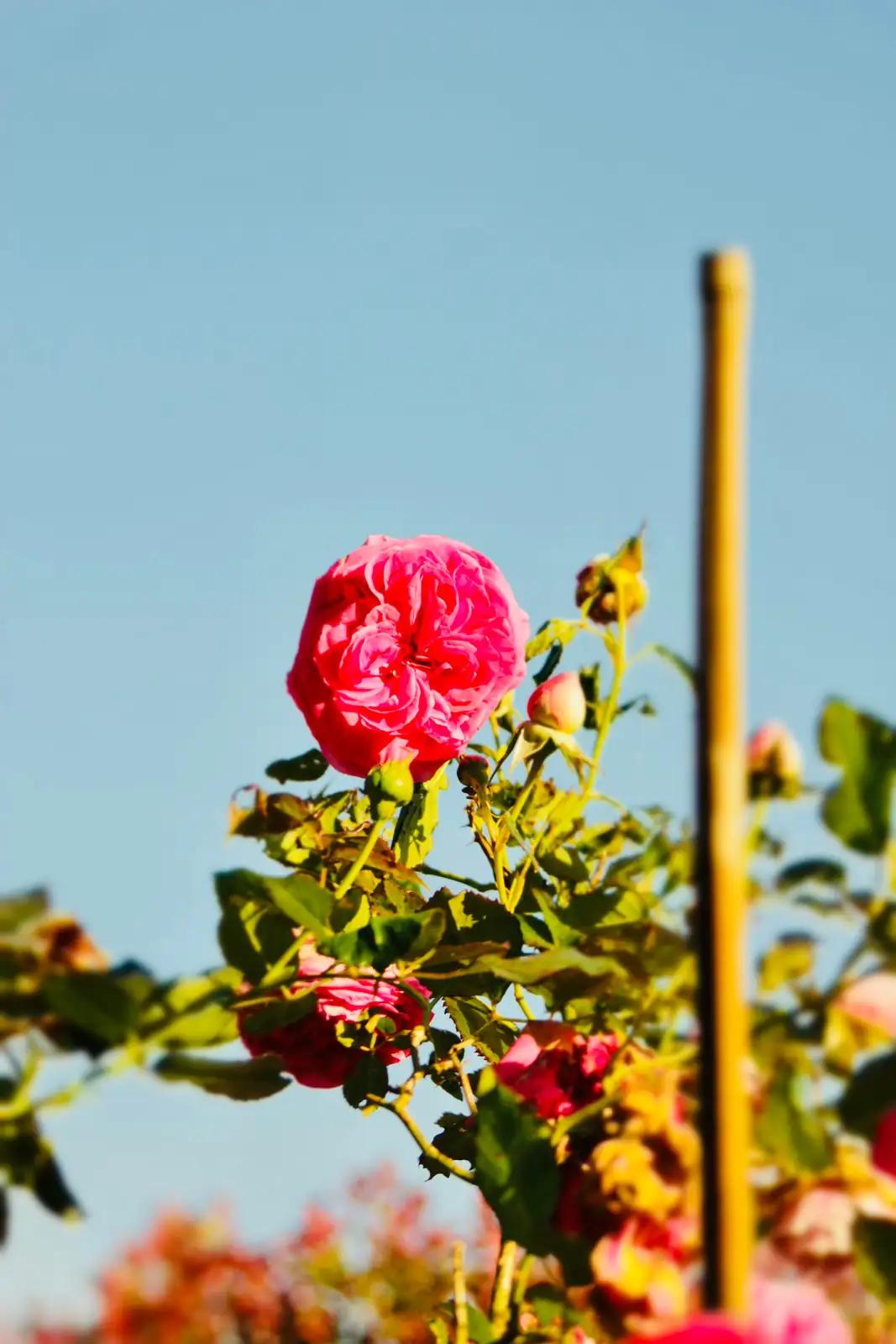 dreamy camellia garden