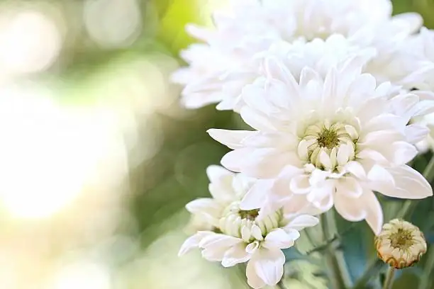 chrysanthemum mixed color arrangement