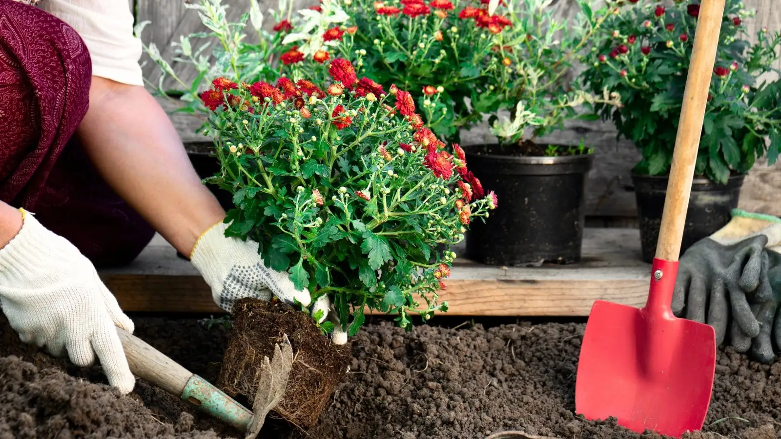 chrysanthemum division propagation
