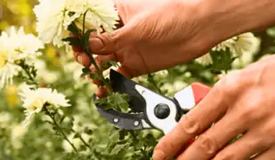 chrysanthemum seed propagation