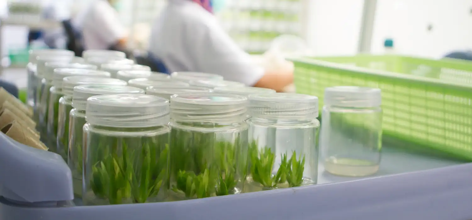 chrysanthemum tissue culture