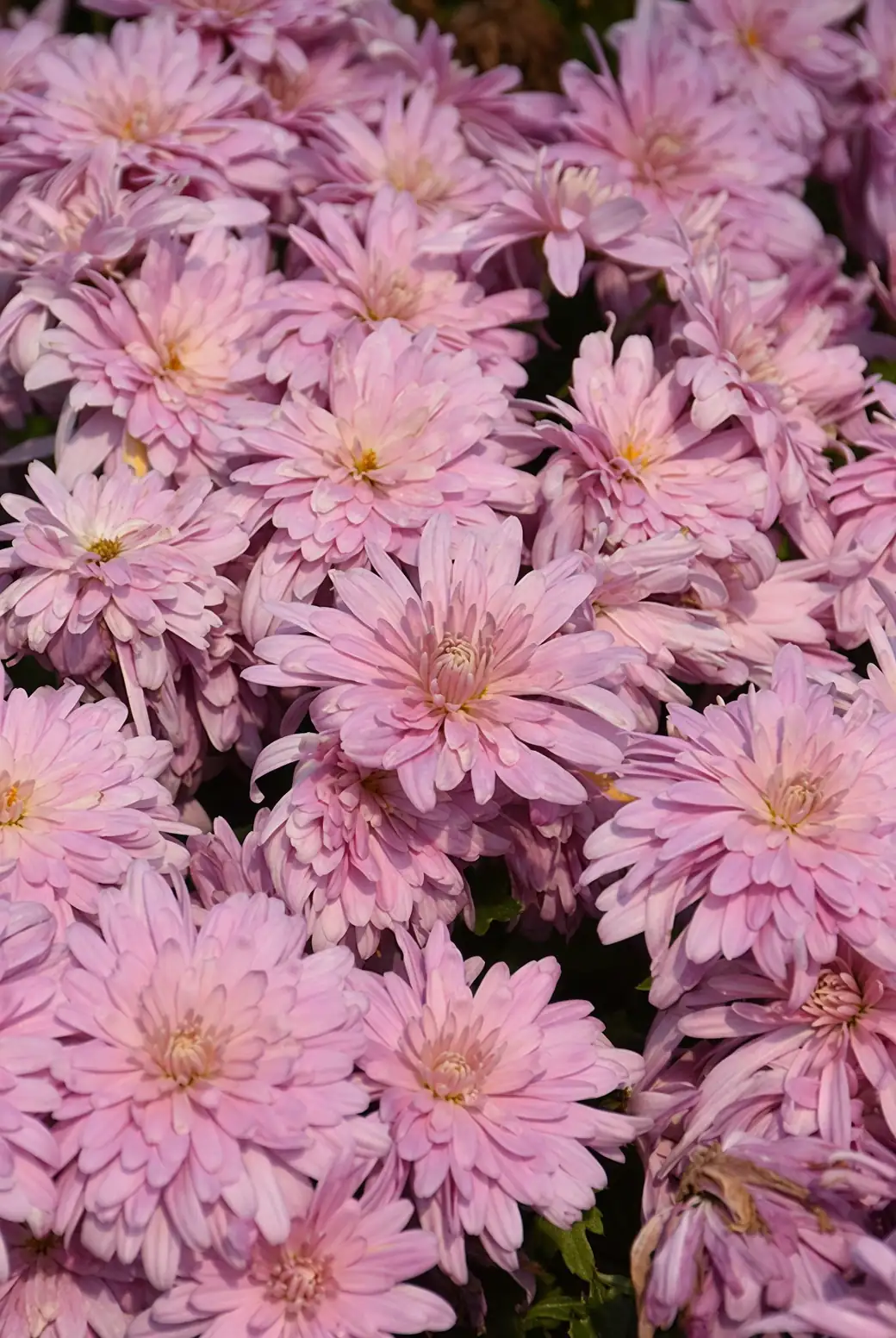 lavender chrysanthemum garden