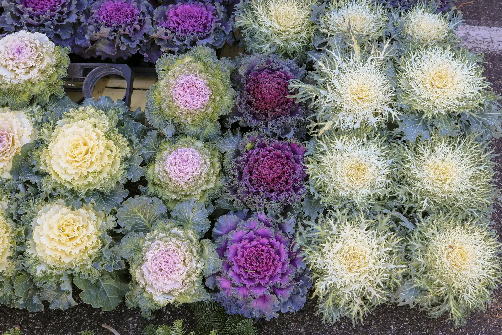 ornamental kale chrysanthemum garden