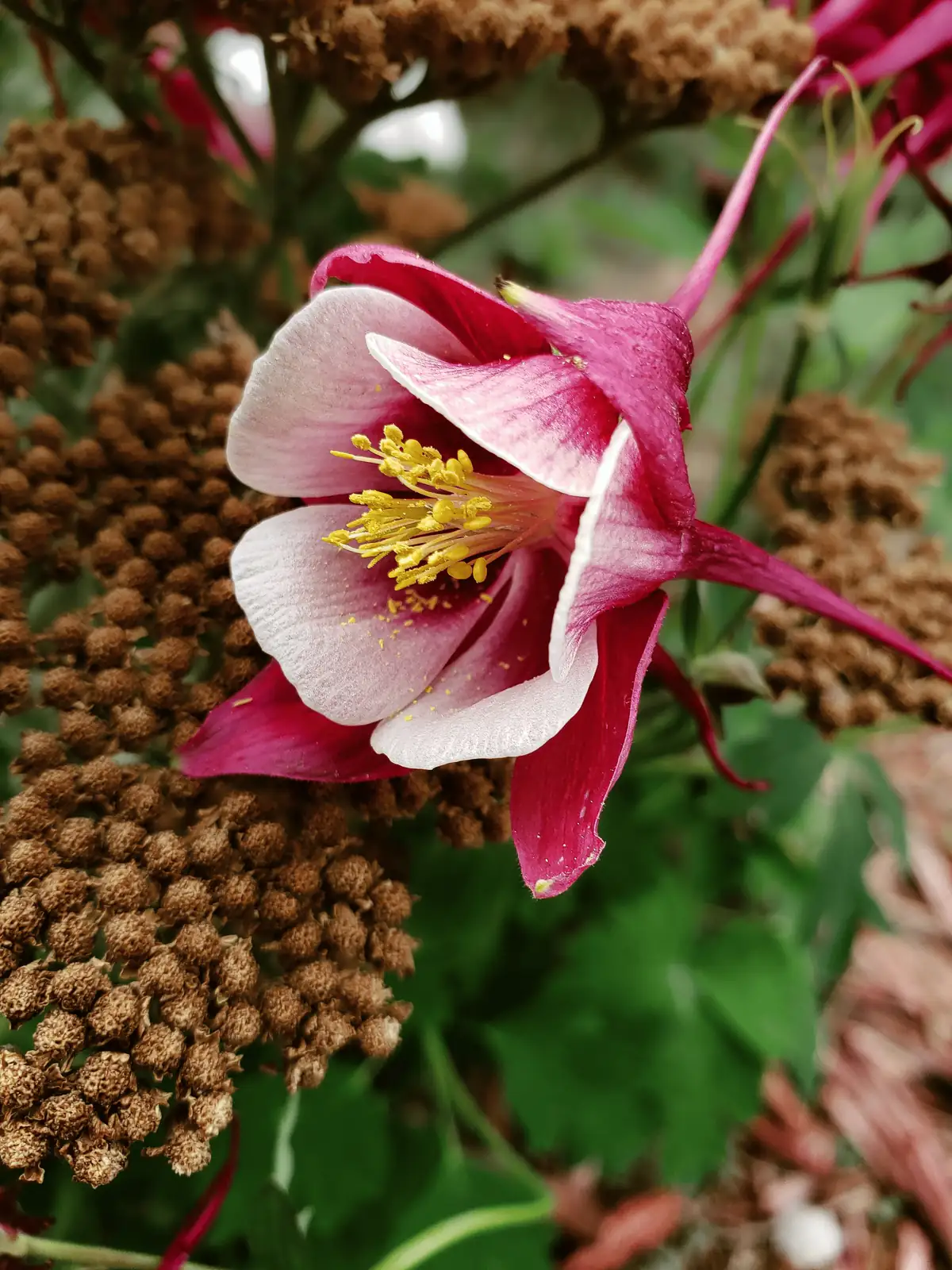 columbine chrysanthemum flowerbed