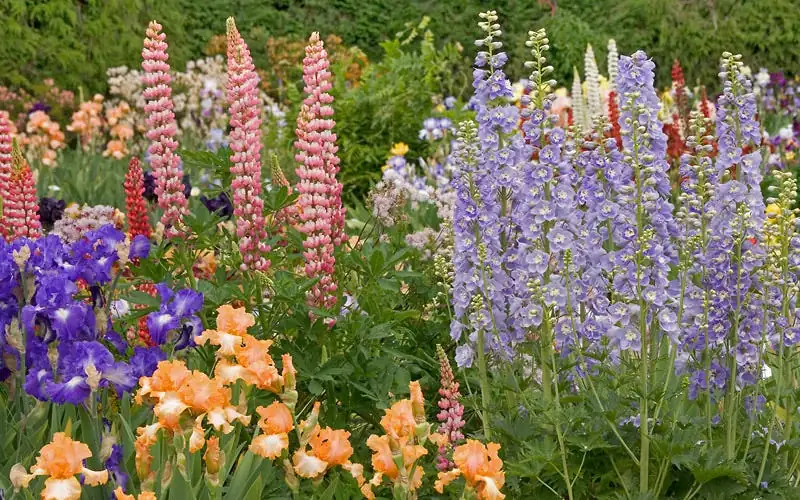 snapdragon iris salvia flower bed