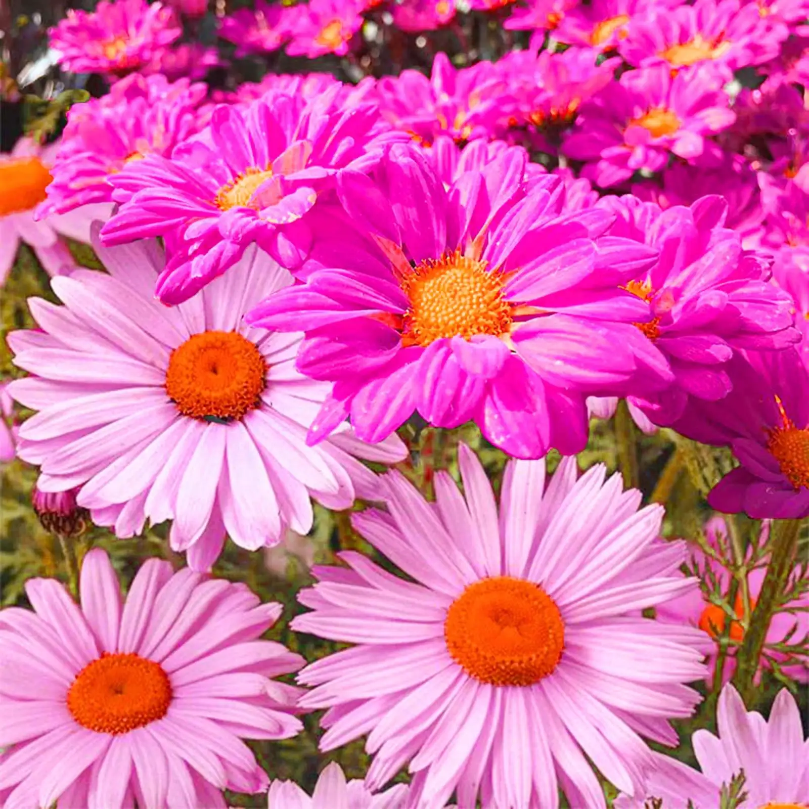 snapdragon chrysanthemum seasonal garden