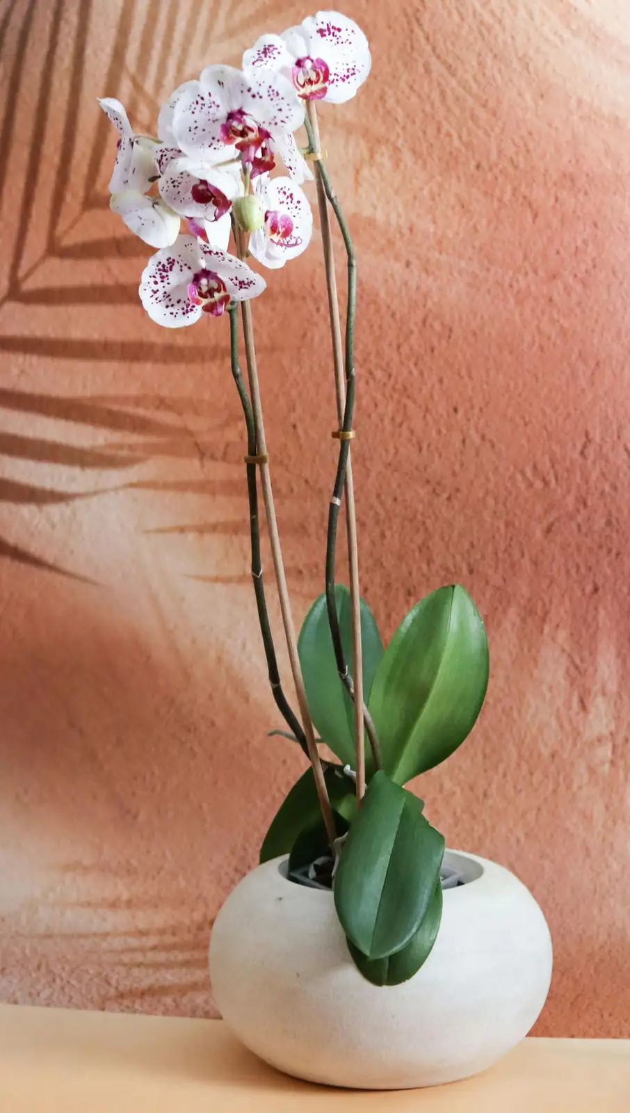 Hippeastrum care indoor pot