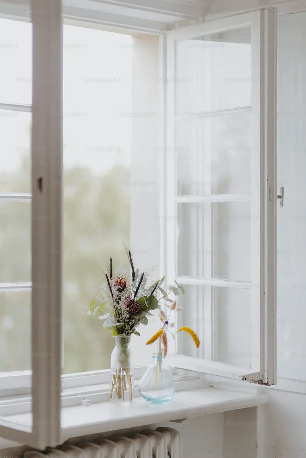 hippeastrum on windowsill sunlight