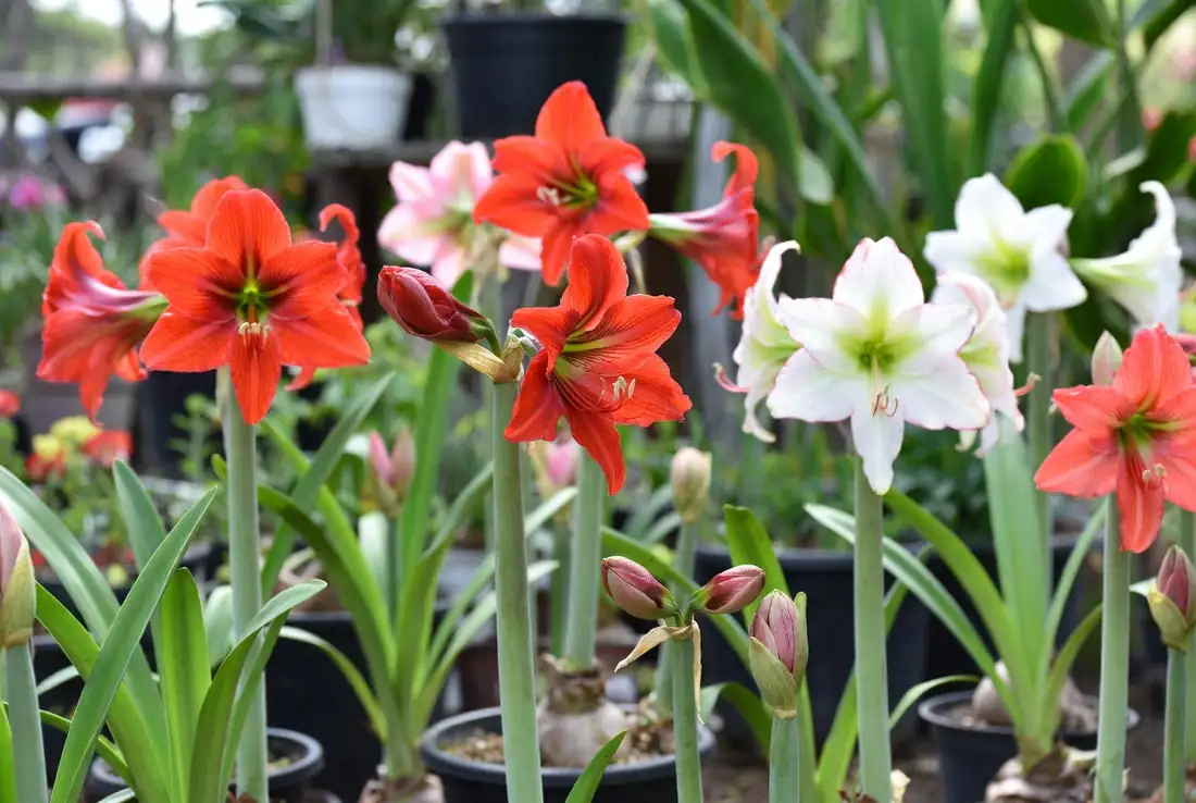 hippeastrum post-bloom care