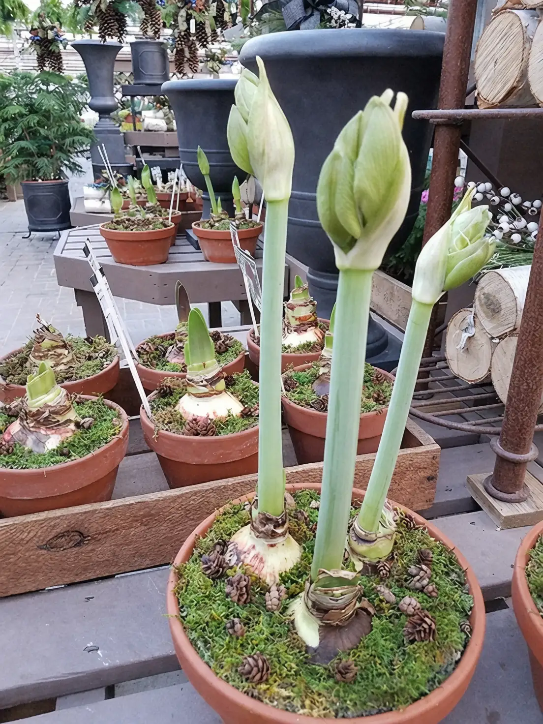 hippeastrum bulbs with buds