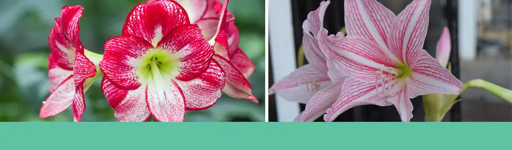 hippeastrum flowers various colors