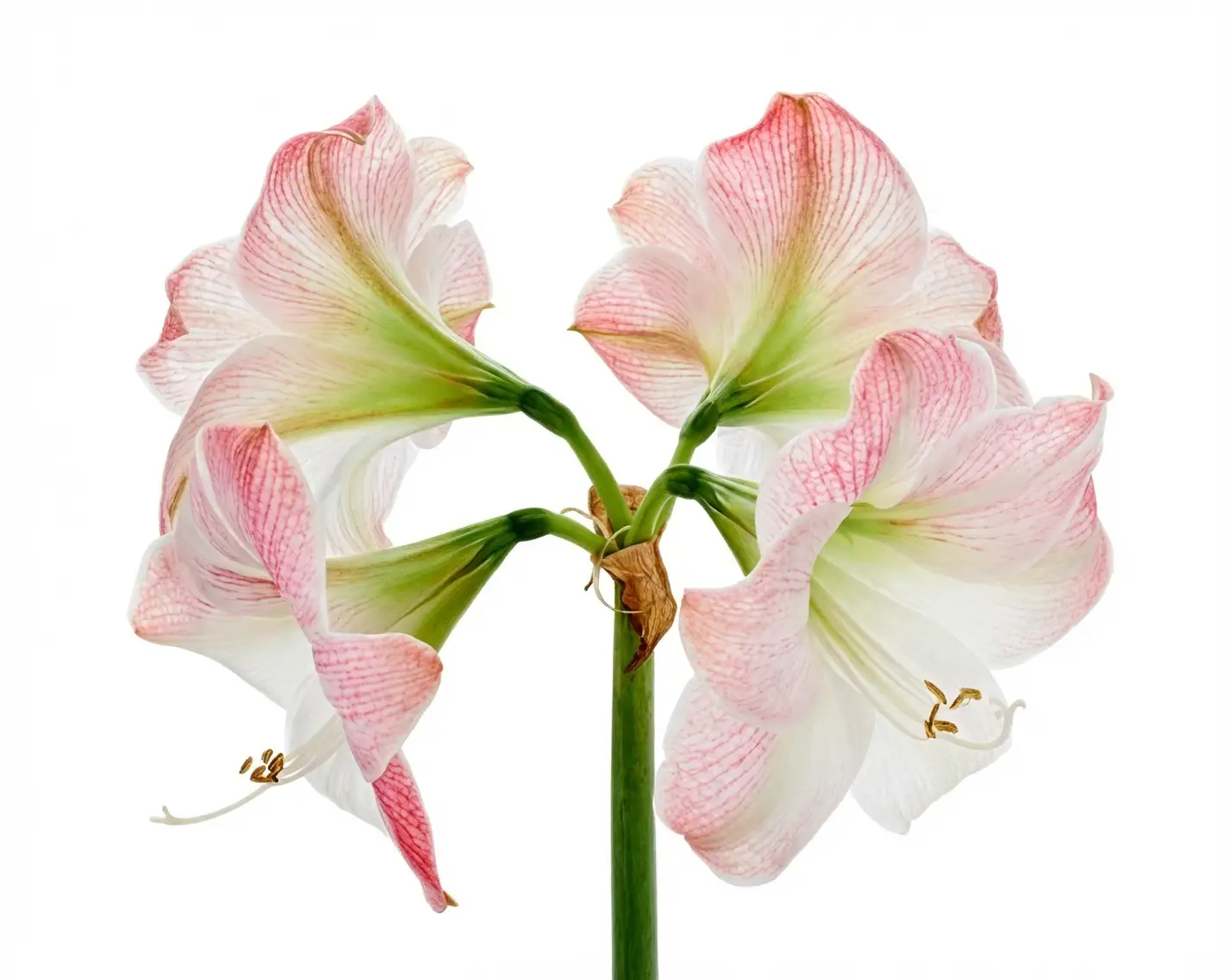 hippeastrum vs amaryllis comparison