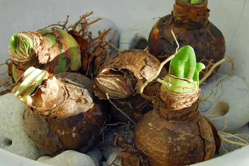 hippeastrum bulb planting care