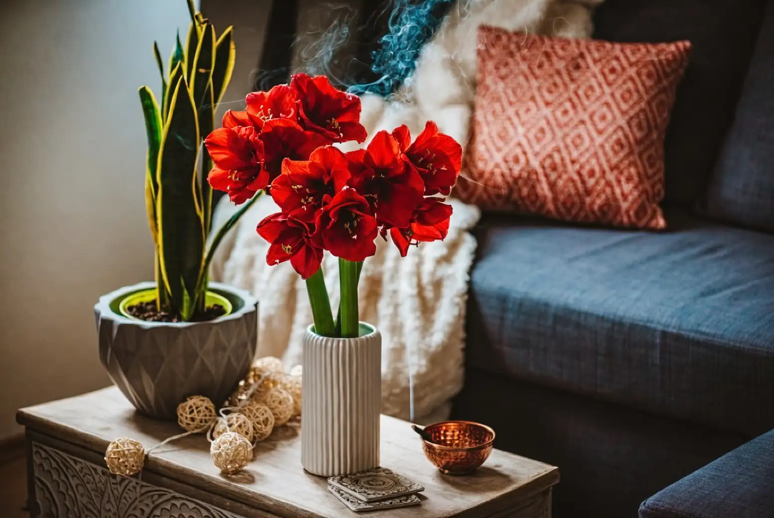 amaryllis with different home styles