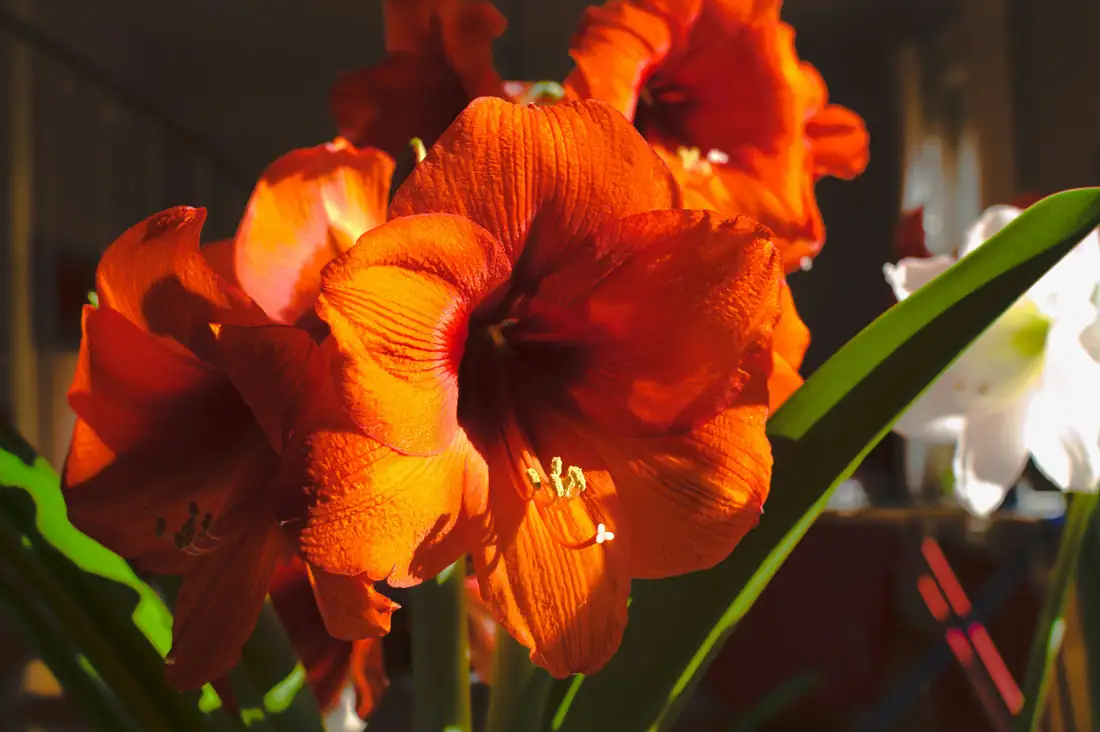 amaryllis care tips indoor