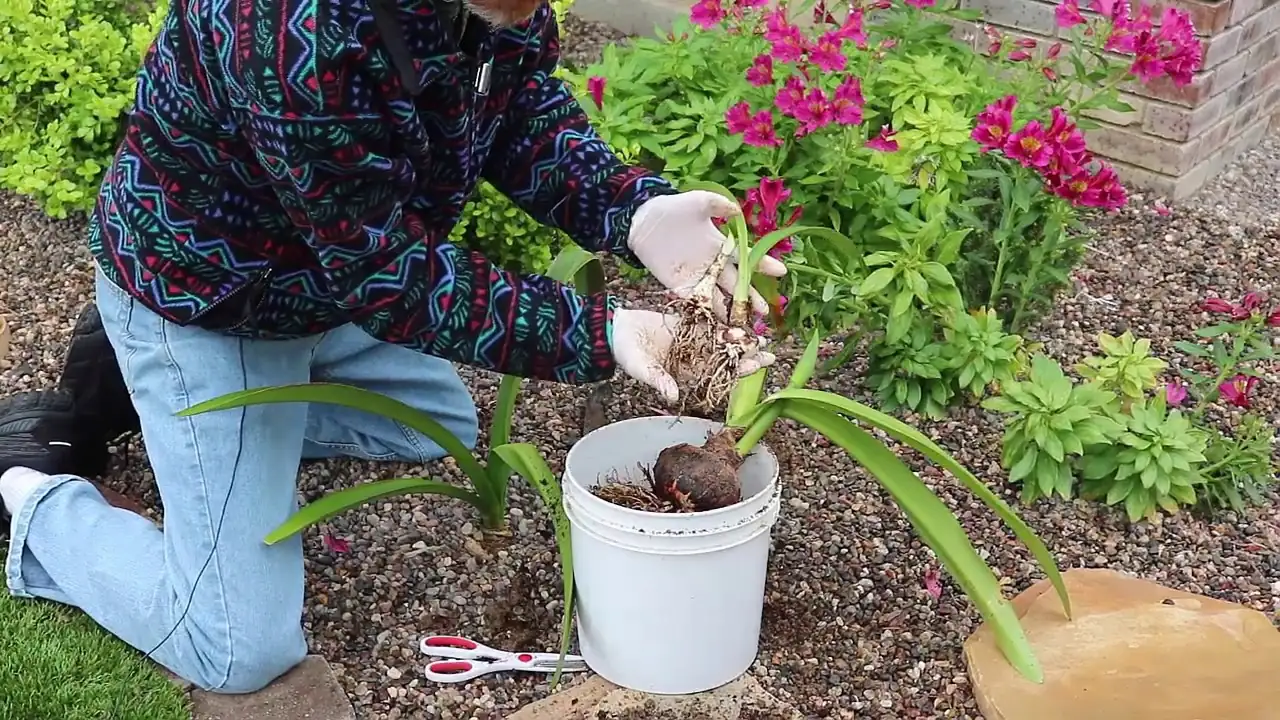 amaryllis bulb division process