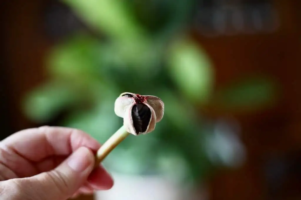 amaryllis seed germination process
