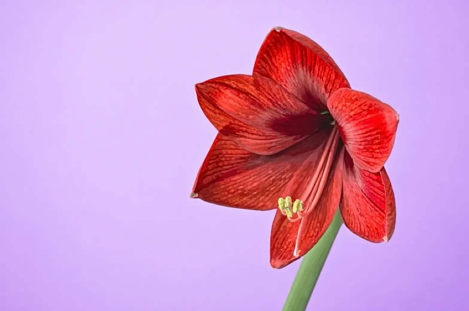 amaryllis bulb scale cutting