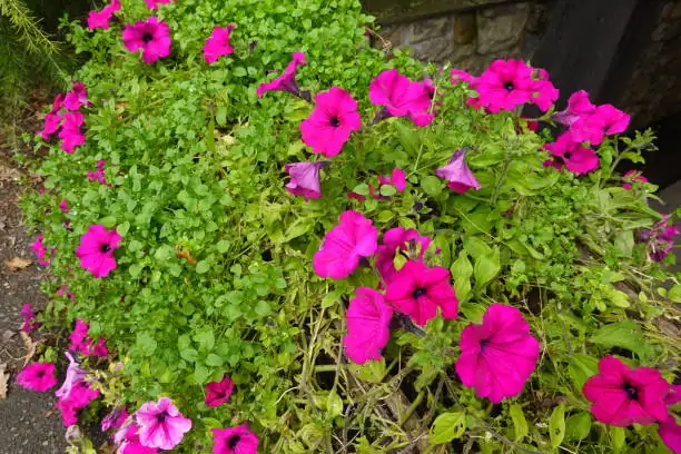 petunia flowers garden bed