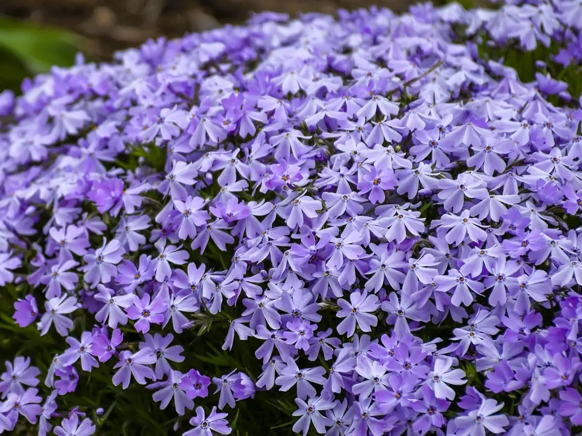 phlox subulata ground cover
