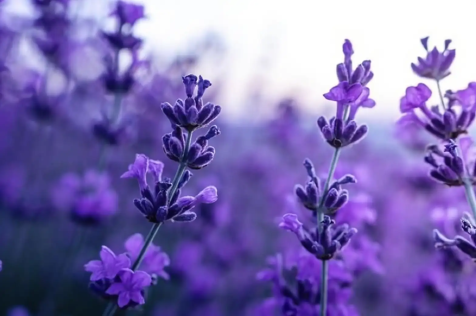 lavender flowers close-up