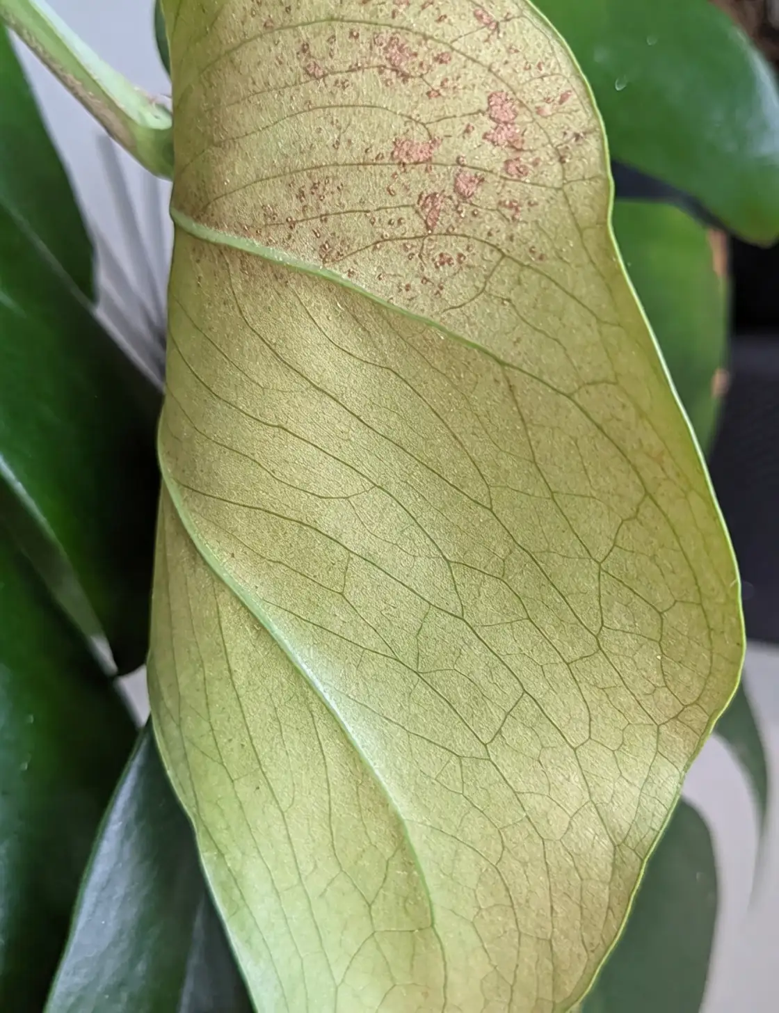 thrips damage on Monstera leaves