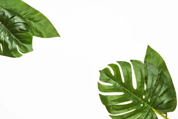 Monstera leaf close-up indoors