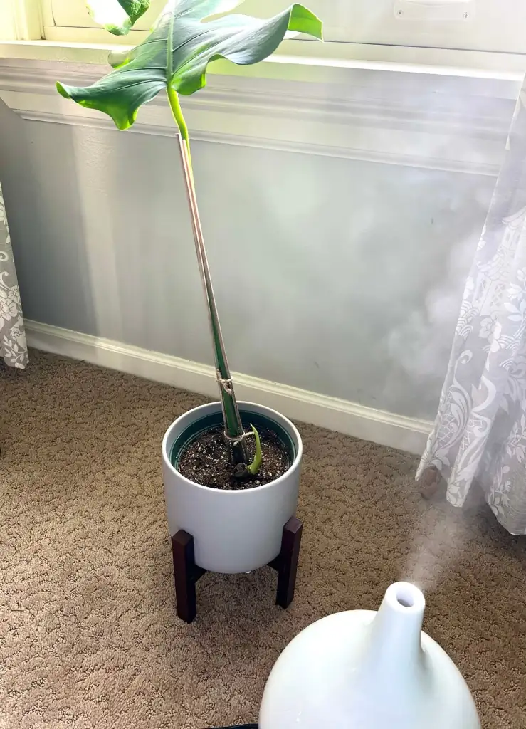 Monstera with humidifier indoors