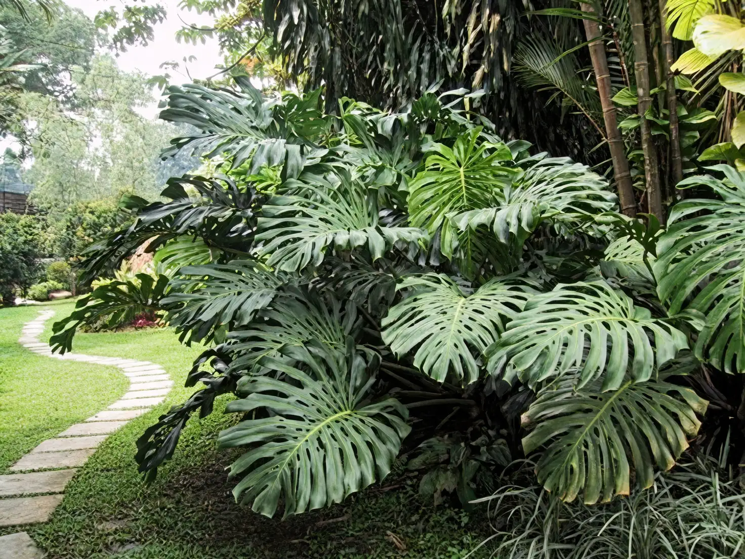 Monstera in tropical rainforest