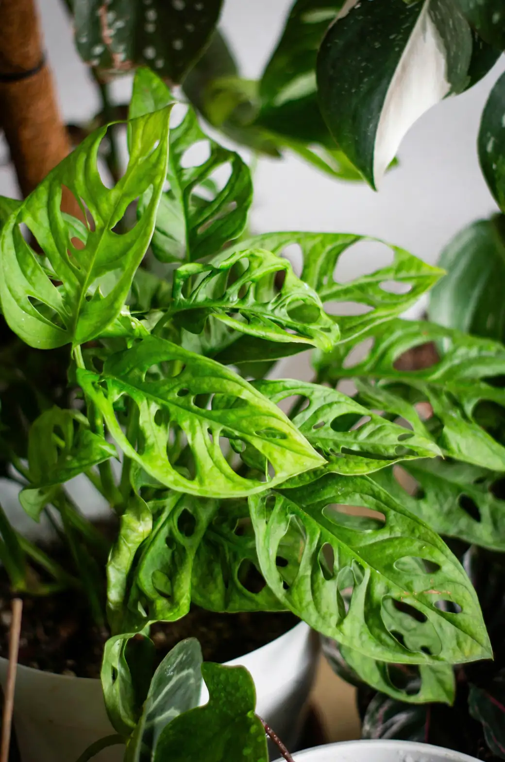 Monstera climbing moss pole