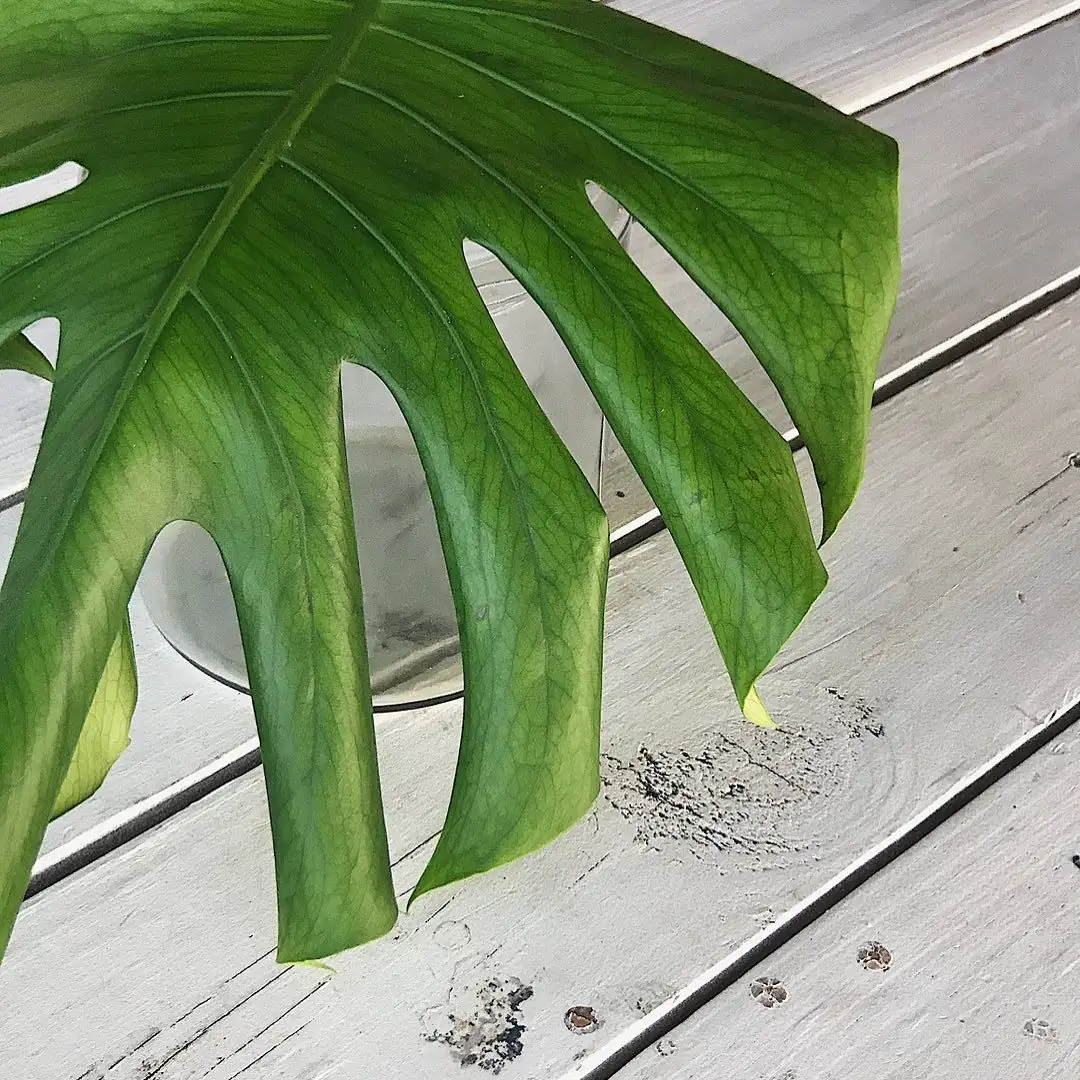 Monstera pest inspection