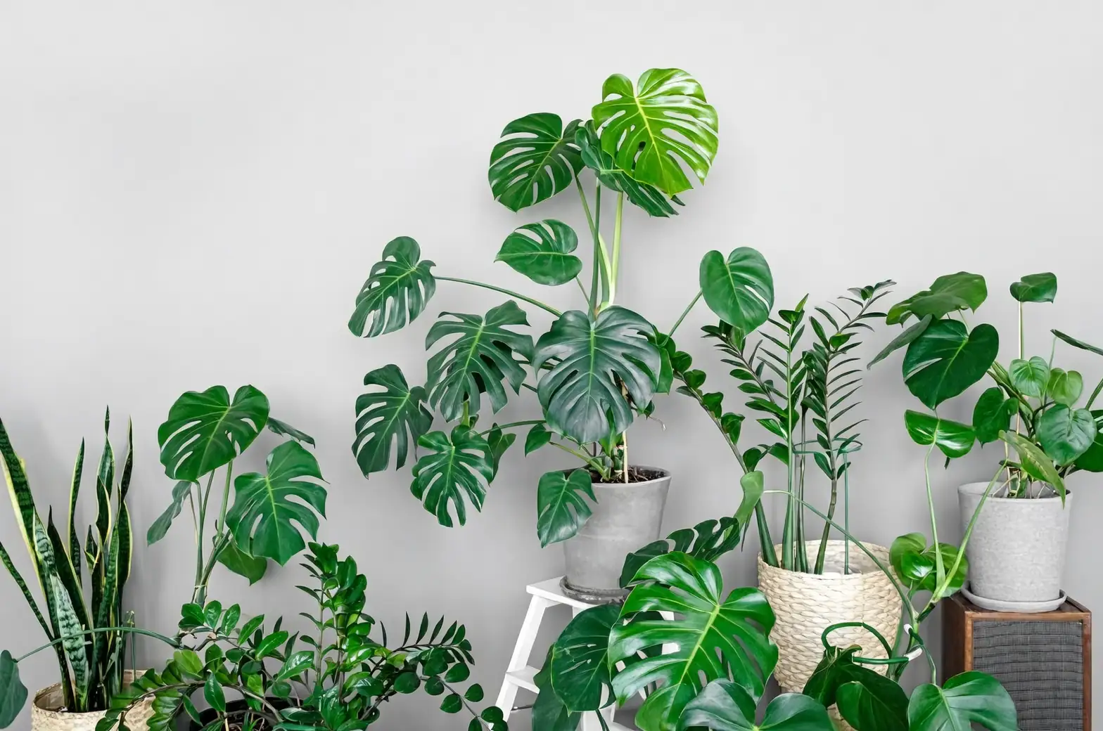Monstera adansonii in modern living room