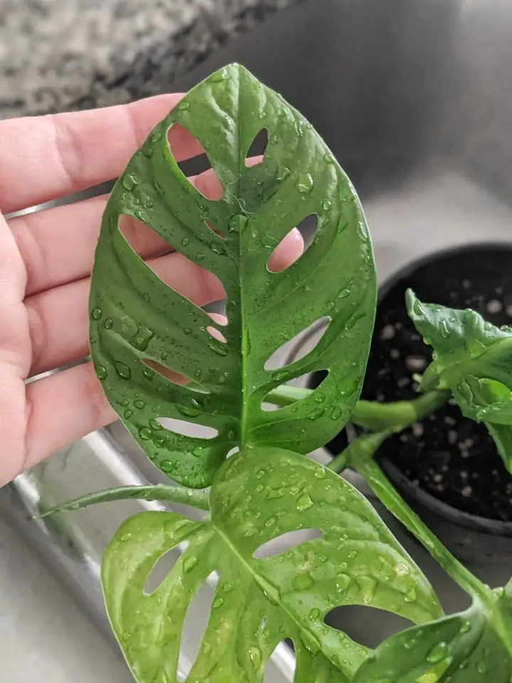 Monstera adansonii care watering
