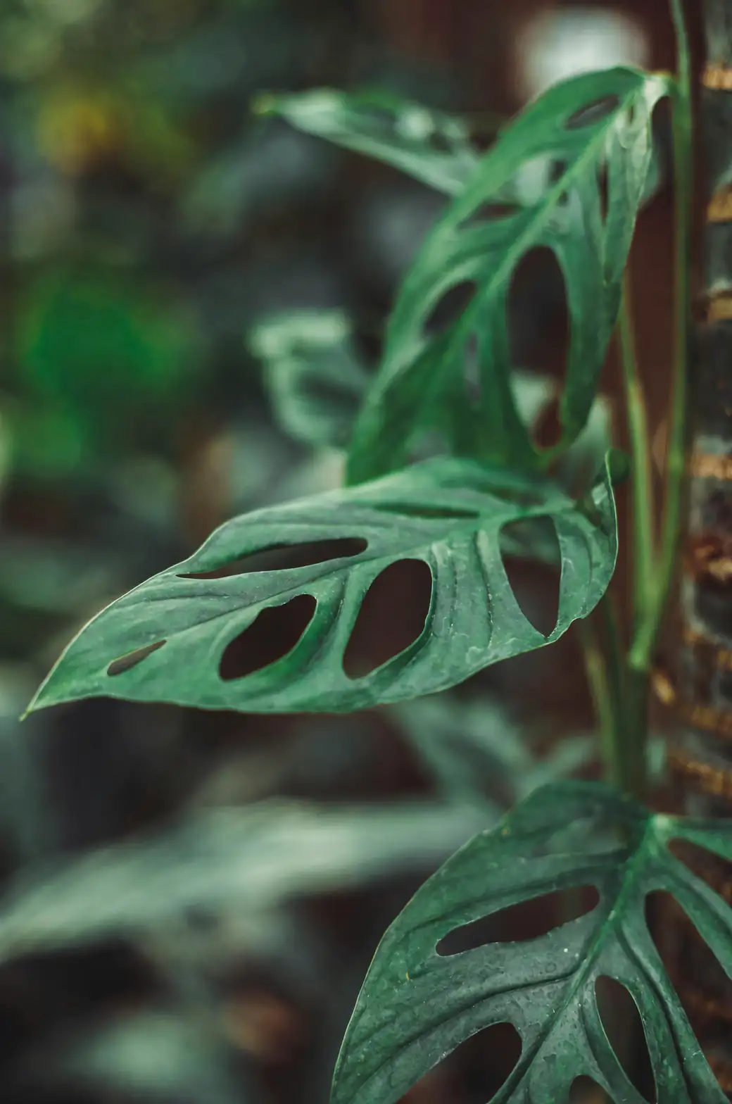 Monstera adansonii aerial roots climbing