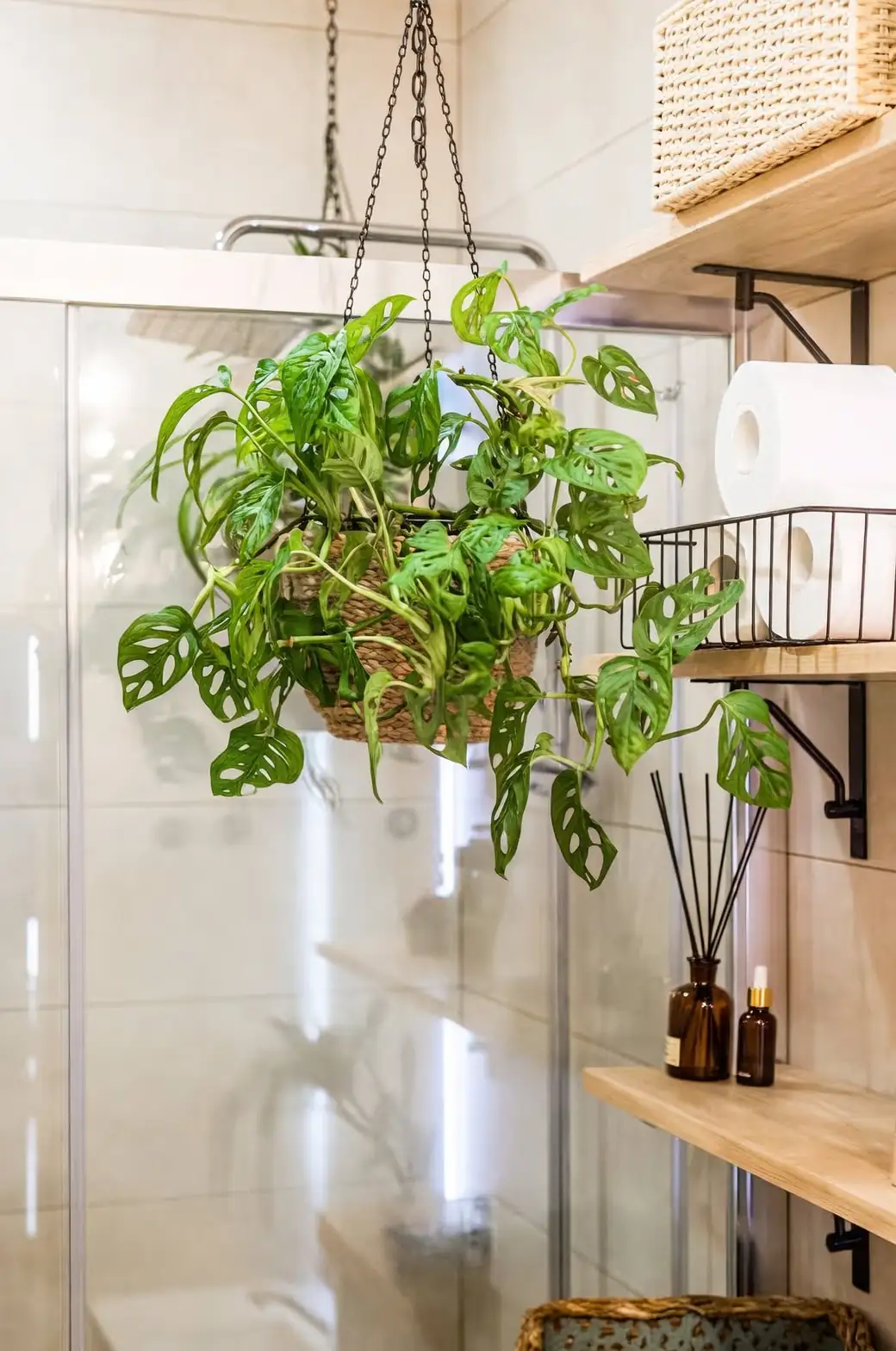 Monstera adansonii hanging bookshelf