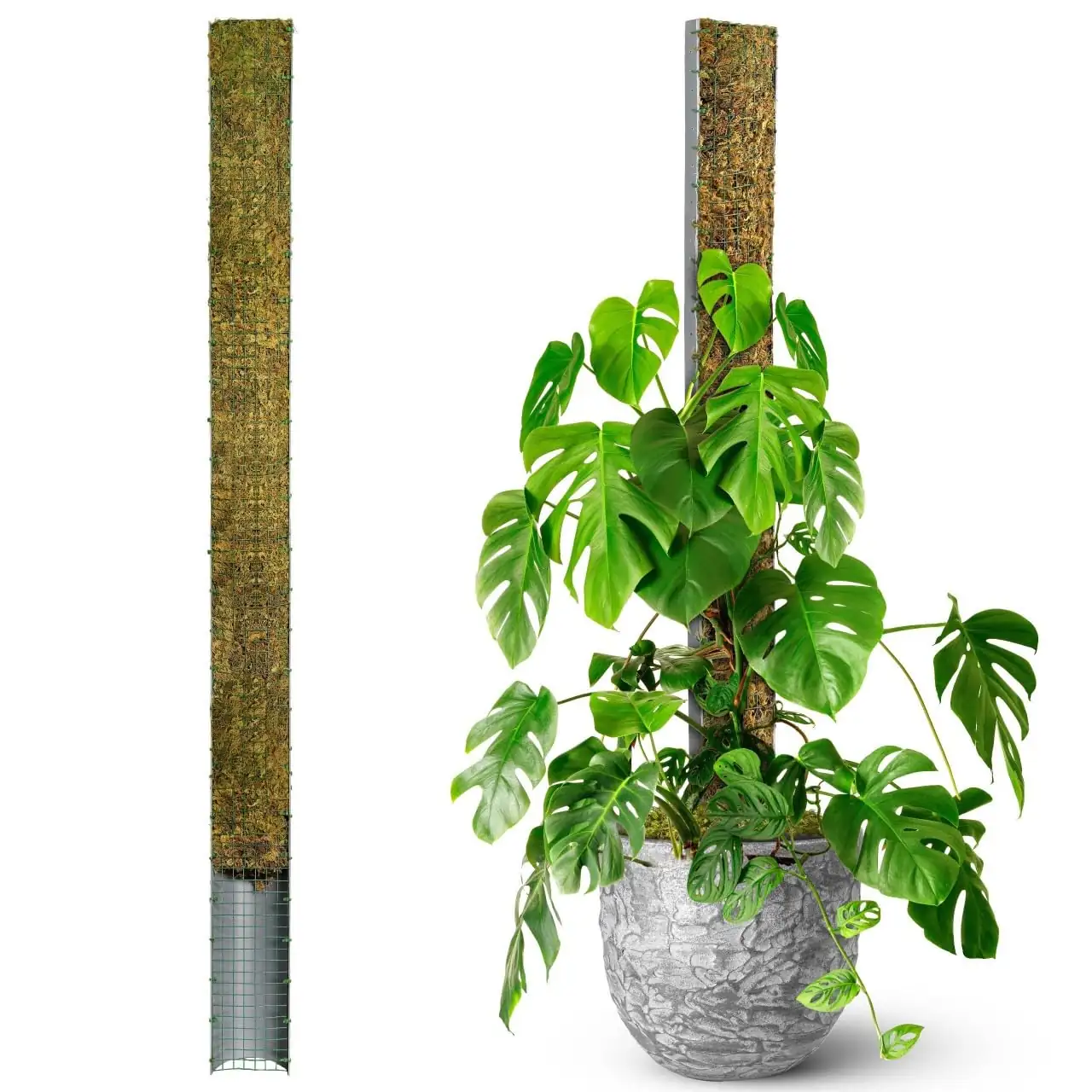 Monstera adansonii climbing moss pole