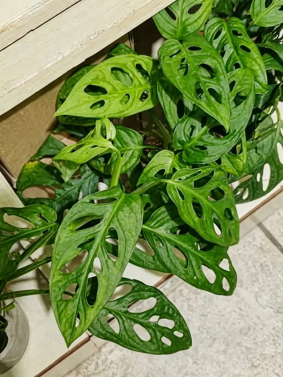 Monstera adansonii and Monstera deliciosa together