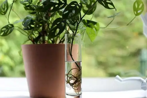 Monstera adansonii cutting in water