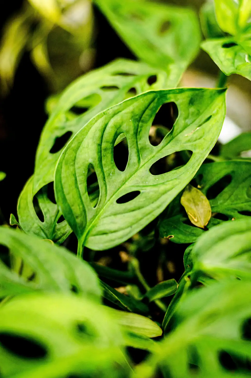 Monstera adansonii root separation