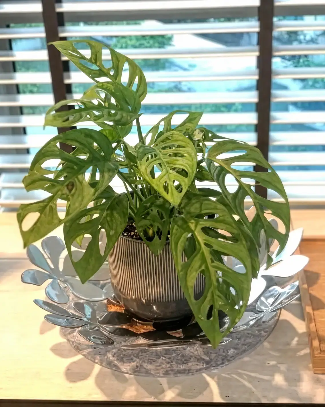 Monstera adansonii in bright indirect light