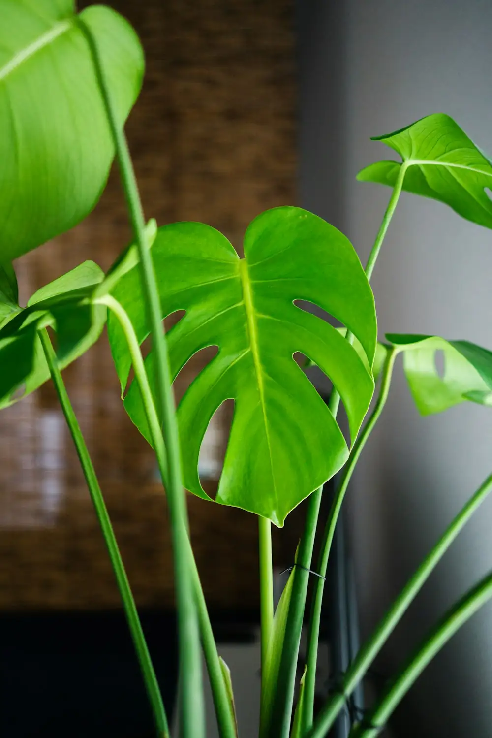 Monstera deliciosa leaf pattern