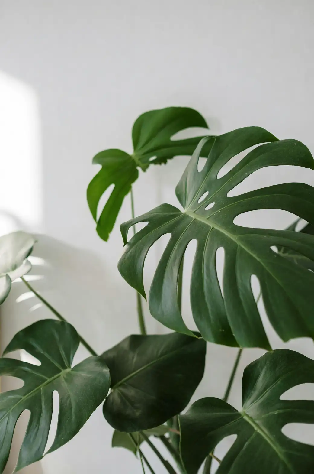 indoor monstera plant bright light