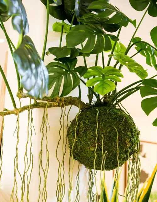 Monstera indoor hanging plant
