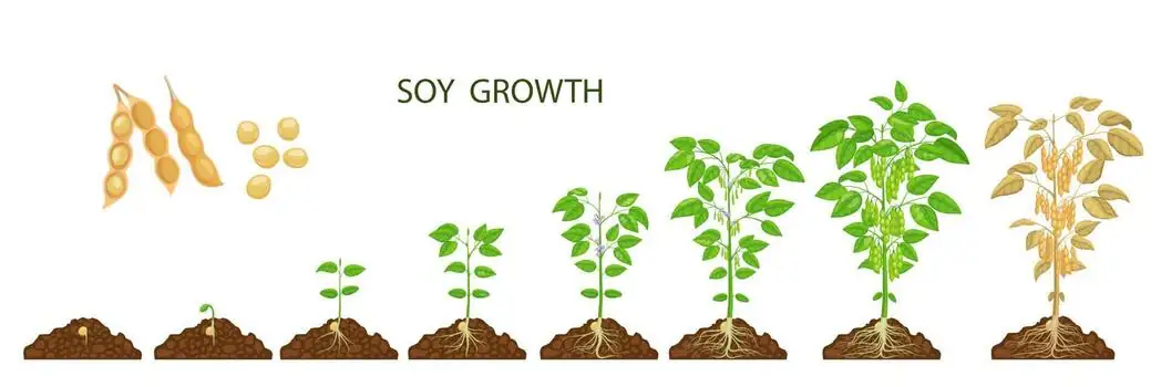plant growth stages chart