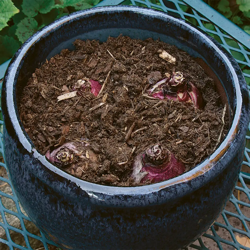 tulip bulb planting soil